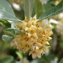 Elaeagnus x ebbingei